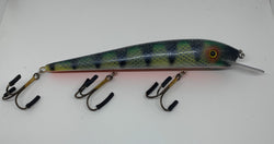 BLUE SCALE PERCH
